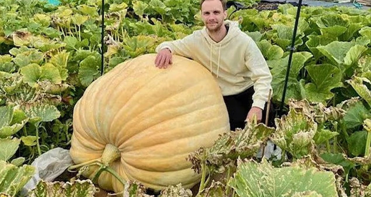 Dev balkabağı tarlayı ele geçirdi: Üç fil yavrusundan bile daha ağır