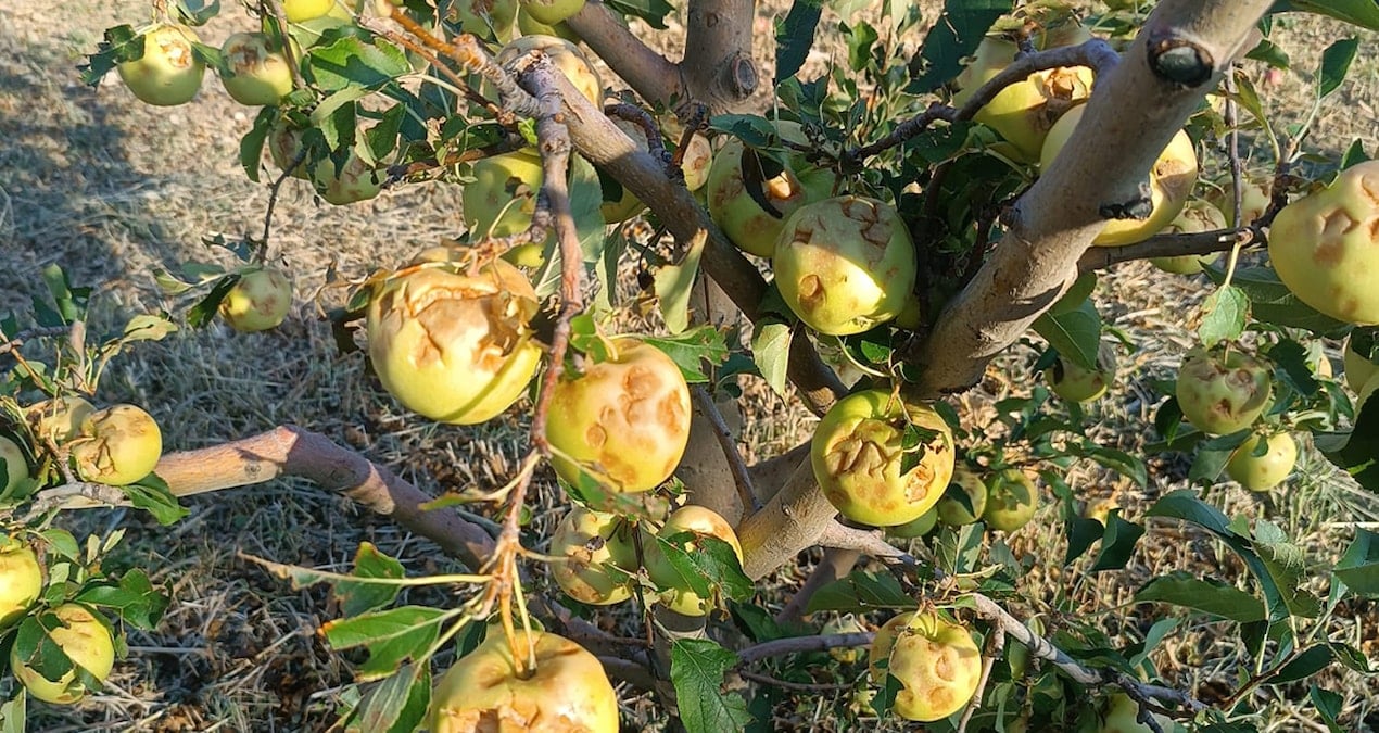 Dolu vurdu, 100 milyon zarar oluştu
