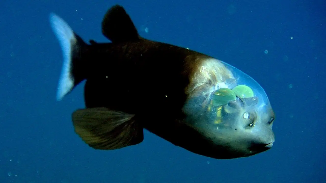 Okyanuslarda gizlenen şeffaf başlı balık