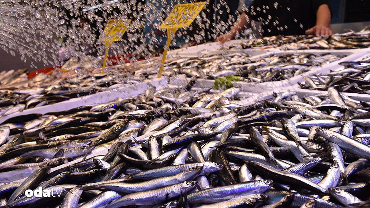 Trabzon’da sezon açıldı: Hamsinin kilosu 100 TL