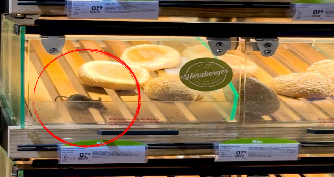 Almanya’yı fareler bastı: O anlar kamerada