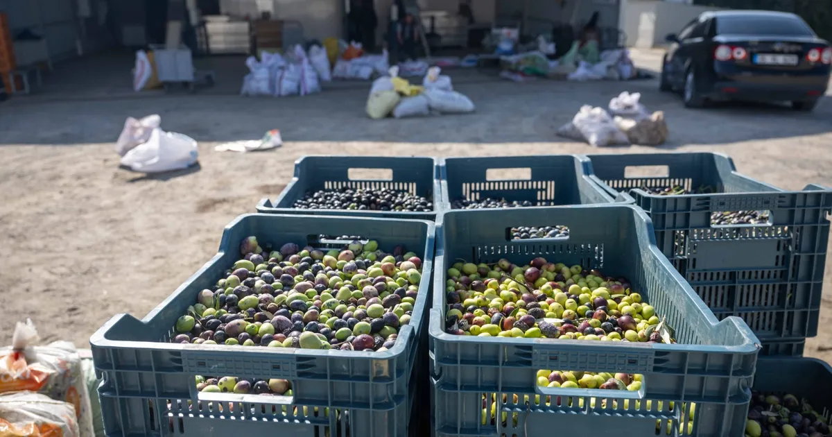 İzmir Bornova’da zeytin dalından sofraya ücretsiz ulaşım