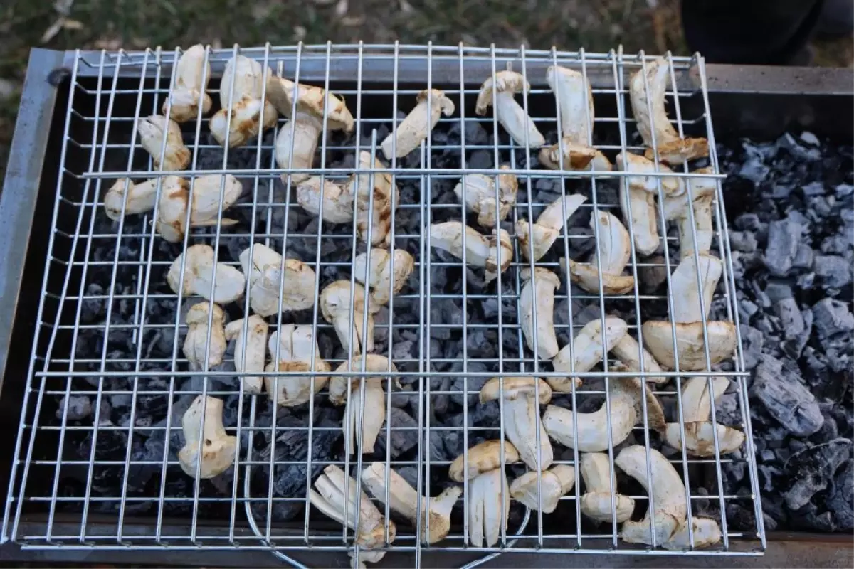 Kilosu etle yarışıyor! Japonların gözdesi “beyaz altın”da hasat başladı