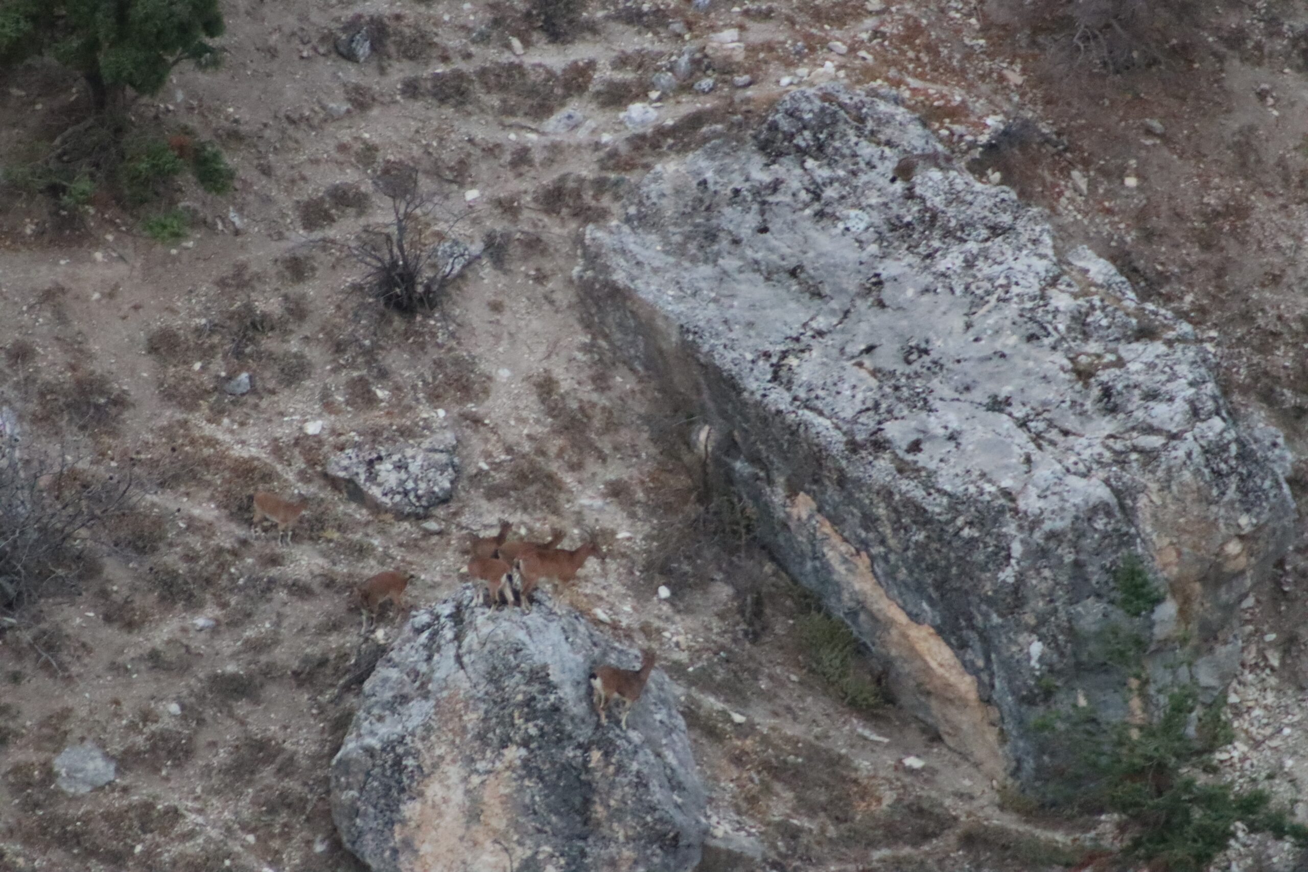 Nesli tükenme tehlikesi altında: Tunceli’de görüldü