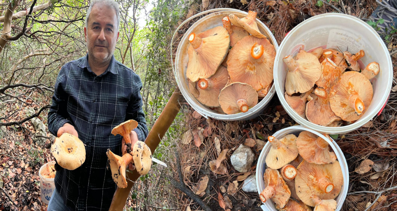 Ormanlık alandan toplanan mantar geçim kapısı oldu
