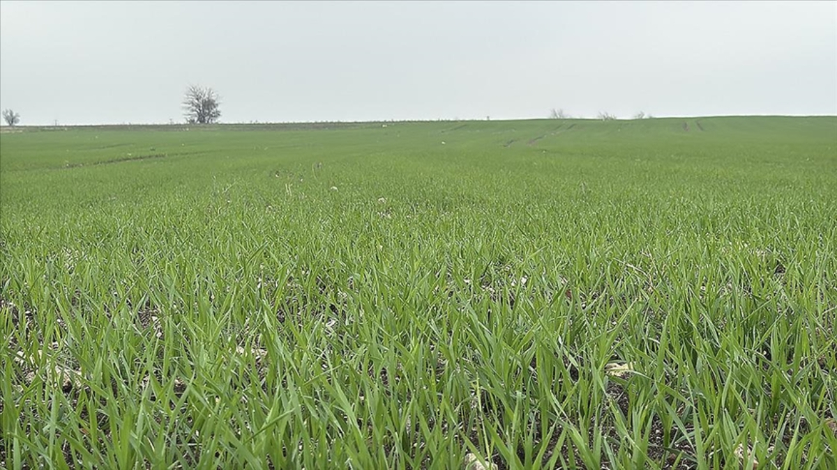 Trakya’da çiftçilerin buğday ekim mesaisi