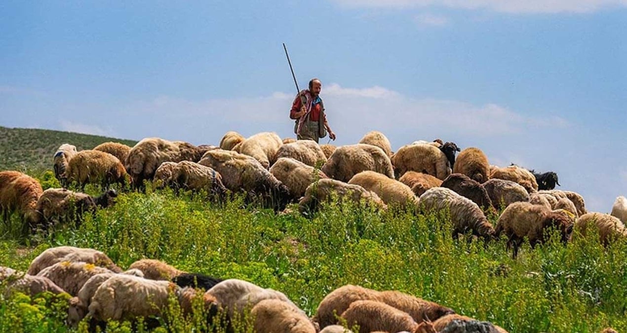 Başkan isyan etti: Çoban kıtlığı kapıda!