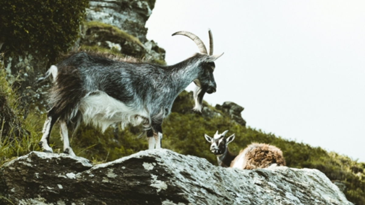 Kayseri’de yaban keçisi avlayana 953 bin 82 lira ceza kesildi