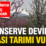 Konserve Devi Del Monte'nin İflası Tarımsal Üretimi Olumsuz Etkiledi: Yüz Binlerce Şeftali Ağacı Sökülecek