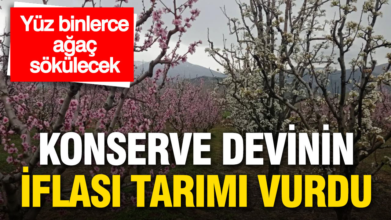 Konserve Devi Del Monte'nin İflası Tarımsal Üretimi Olumsuz Etkiledi: Yüz Binlerce Şeftali Ağacı Sökülecek