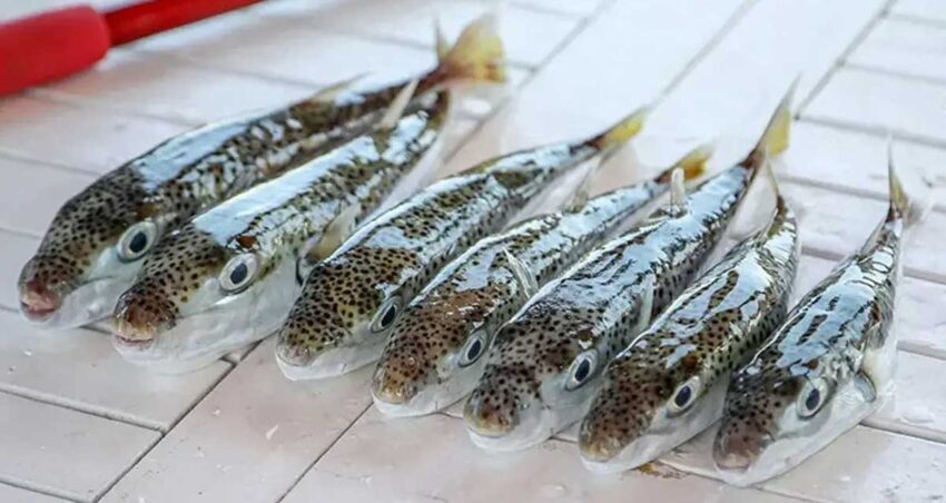 Bu baligi yakalayana kilo basina para veriyorlar cg5gZ6UL